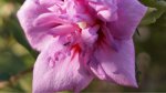 Flower Zoom 2 -2.jpg