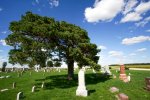 Graveyard Tree-2.jpg