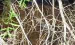 gator at goose pond.jpg