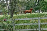 Horse Dog (1 of 1).jpg