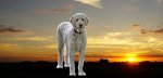 Charlie Sunset 2.jpg Charlie Sunset 2.jpg