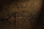 River Trees 6  small.jpg