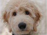 charlie-snow-9-1 RESIZED.jpg charlie-snow-9-1 RESIZED.jpg