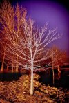 tree in woods small.jpg tree in woods small.jpg