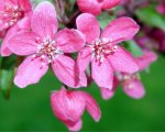 Crabapple Flower 3.jpg Crabapple Flower 3.jpg