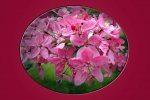 crabapple 3.1 small.jpg crabapple 3.1 small.jpg