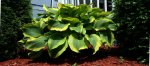 Hosta 2.jpg Hosta 2.jpg