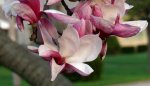 Tree Flower small.jpg