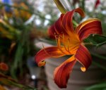 Sandy Flower small.jpg