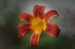 Flower Center 4 small.jpg
