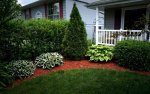 Hostas small.jpg