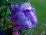 Sharon Tree  Flower Judy Face Small.jpg